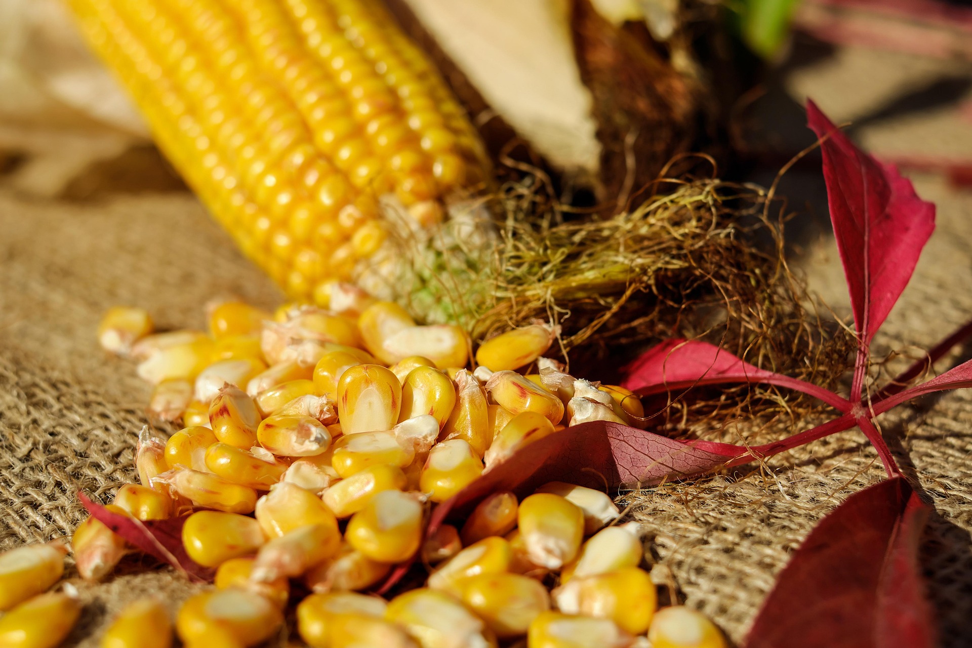 Yellow Corn
